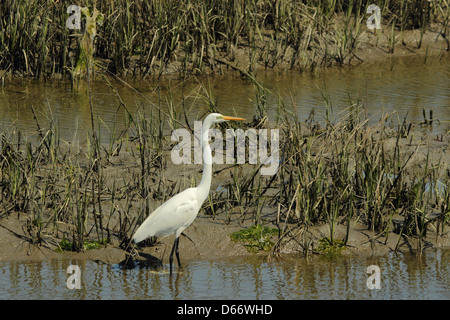 Un grande airone bianco wades in un estuario costiera Foto Stock