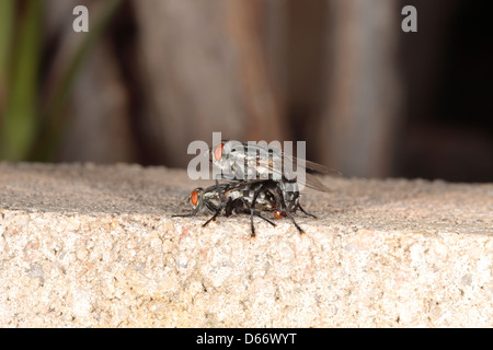 Close-up di Cluster vola coniugata - Pollenia rudis-famiglia Calliphoridae Foto Stock