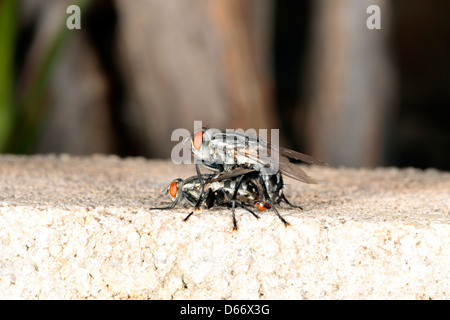 Close-up di Cluster vola coniugata - Pollenia rudis-famiglia Calliphoridae Foto Stock