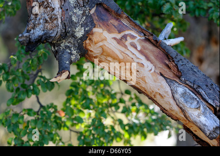 Beetle sentieri di lava sotto la corteccia di un morto in faggio australe (specie Nothofagus) tree. Parco nazionale Los Glaciares. El Chaltén, Foto Stock