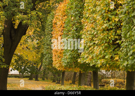 Vicolo con alberi in Austerlitz Repubblica Ceca Foto Stock