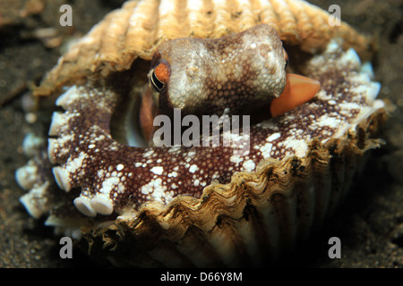 Il Cocco Octopus (Amphioctopus marginatus) prendendo rifugio tra conchiglie, Lembeh strait, Indonesia Foto Stock