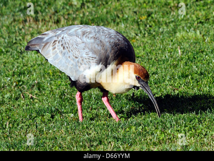 Un Nero di fronte Ibis (Theristicus melanopsis) alla ricerca di invertebrati in una fresca annaffiato prato. El Calafate, in Argentina. Foto Stock