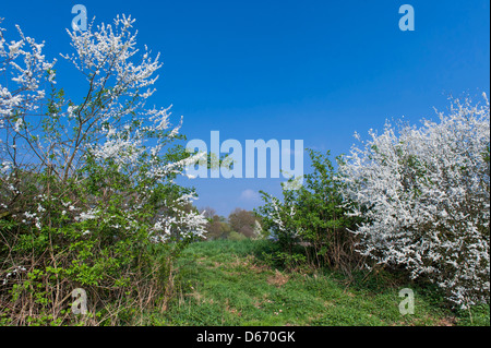 Blooming prugnolo hedge (Prunus spinosa, Oldenburger Münsterland, Bassa Sassonia, Germania Foto Stock