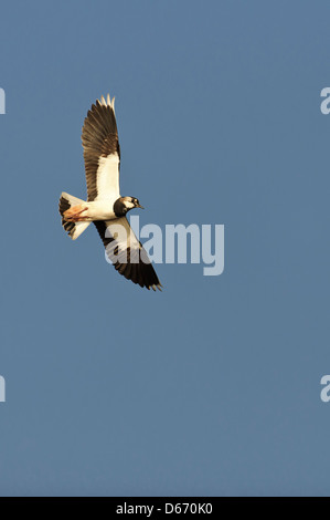 Pavoncella, vanellus vanellus Foto Stock