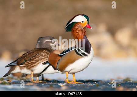 Anatra di mandarino, aix galericulata Foto Stock