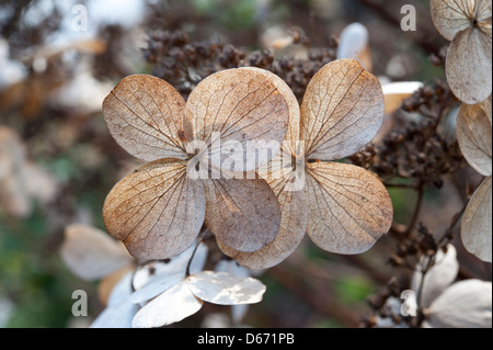 Ortensia brattee (morto) all'inizio della primavera, Surrey, Regno Unito. Marzo. Foto Stock