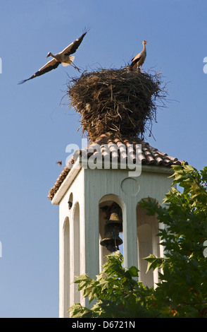 Due cicogne bianche nel nido sulla cima del campanile Foto Stock