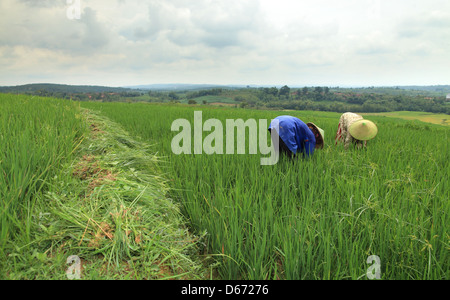 Lavorando sul campo di riso Foto Stock