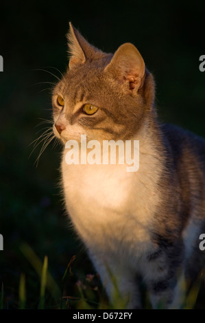 Ritratto di un giovane tomcat in giardino al tramonto Foto Stock
