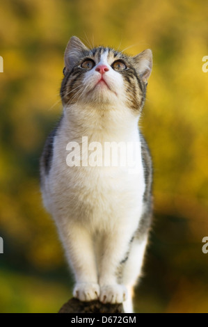 Giovani cat contro sfondo giallo guardando in alto Foto Stock