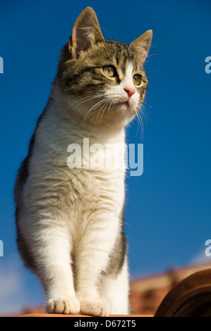 Giovani cat in piedi su un tetto contro il cielo blu Foto Stock