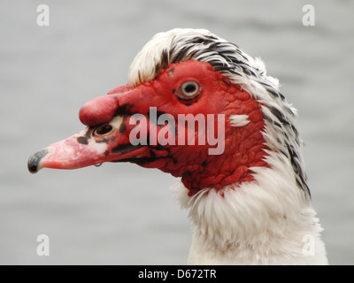 Anatra Moscovy Branston Acqua Park Burton on Trent Foto Stock