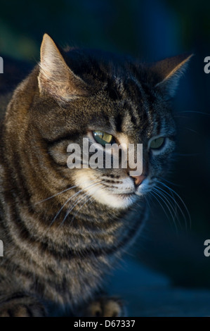 Ritratto di un tabby cat Foto Stock