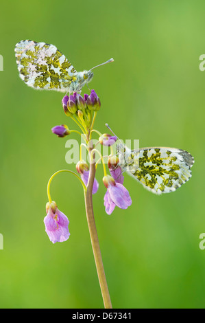 Punta di colore arancione, anthocharis cardamines Foto Stock