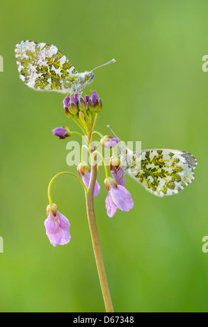 Punta di colore arancione, anthocharis cardamines Foto Stock