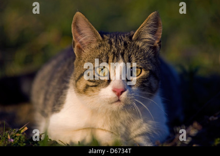Giovani gatto domestico giacente in giardino e guardando la fotocamera Foto Stock