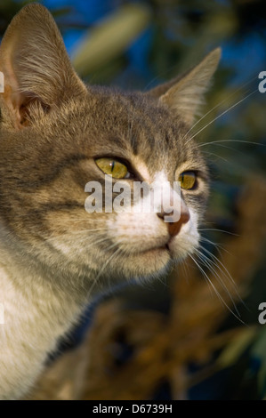 Profilo del giovane tomcat in giardino Foto Stock
