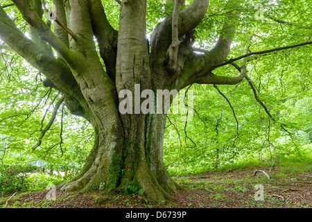 Foresta di faggio, Fagus sylvatica, Bassa Sassonia, Germania Foto Stock