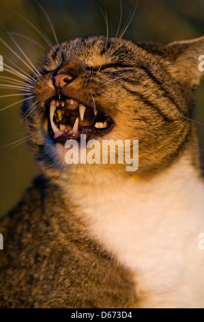 Domestico Meowing tomcat Foto Stock