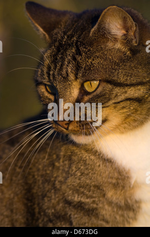 Close-up di un adulto tomcat in profilo Foto Stock
