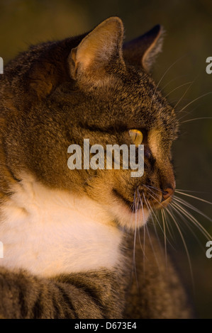 Close-up di un adulto tomcat in profilo Foto Stock