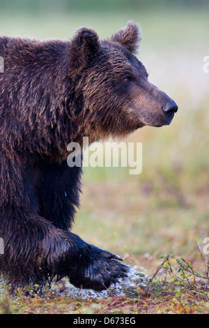 Orso bruno Ursus arctos, Finlandia Foto Stock