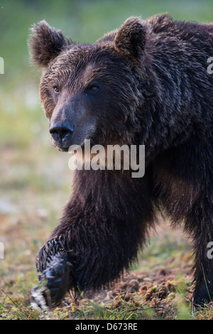 Orso bruno Ursus arctos, Finlandia Foto Stock