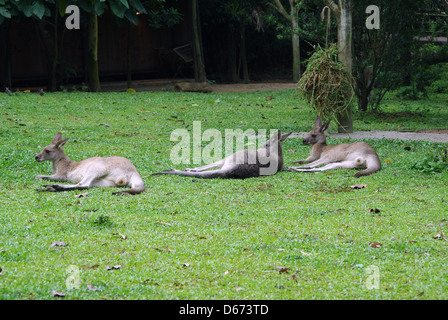 3 Tre i canguri che stabilisce sull'erba Foto Stock