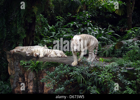 3 tre tigri bianche in Singapore Zoo Foto Stock