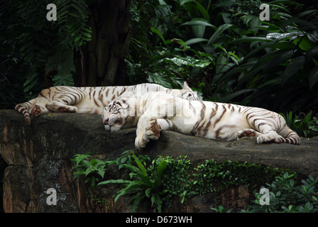 Due tigri bianche che stabilisce in Singapore Zoo Foto Stock