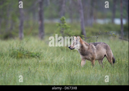 Lupo grigio, Canis lupus, Finlandia Foto Stock