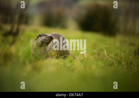 Una Lontra cercando avviso in qualche erba Foto Stock