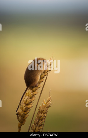 Un raccolto mouse seduto in cima ad una pianta di grano Foto Stock