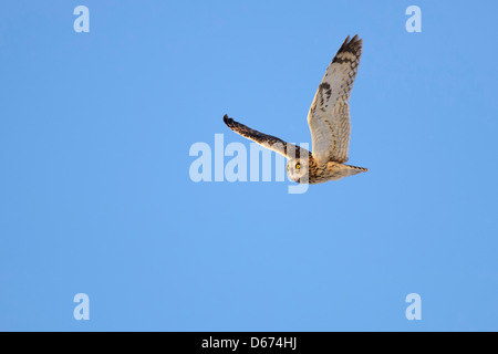 Corto-eared owl, asio flammeus Foto Stock