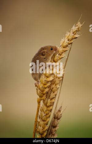 Un raccolto di arrampicata del mouse su alcuni di frumento Foto Stock