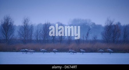 Gru (grus grus) su strade coperte di neve campo, Bassa Sassonia, Germania Foto Stock