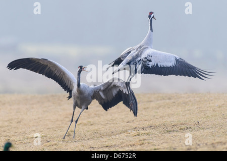 Due gru in accoppiamento stagione, grus grus, Germania Foto Stock