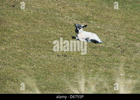 Un nuovo nato agnello gallese poggia su una banca erbosa al sole Foto Stock