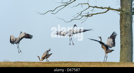 Quattro gru in accoppiamento stagione, grus grus, Germania Foto Stock