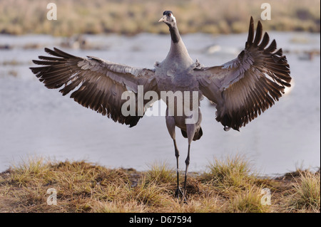 Gru facendo toelettatura, grus grus, Germania Foto Stock