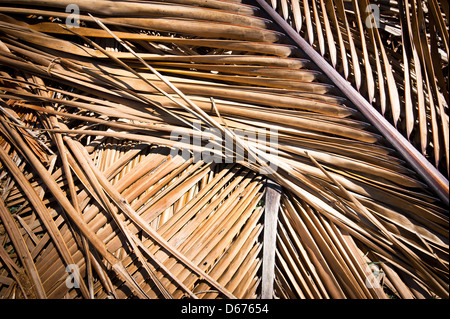 Grunge texture secca di Palm tree foglia. Sullo sfondo della natura Foto Stock