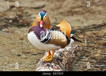 Mandarin Drake in piedi sul log Foto Stock