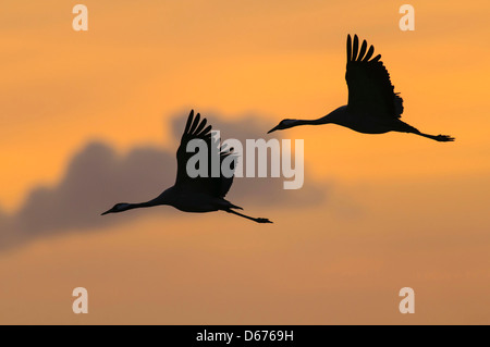 Gru in cielo, grus grus, Germania Foto Stock