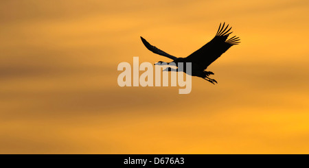 Gru in cielo, grus grus, Germania Foto Stock