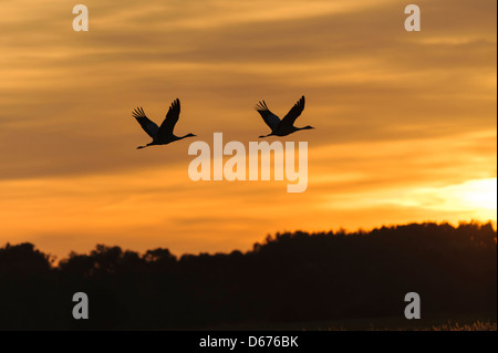 Gru in cielo, grus grus, Germania Foto Stock