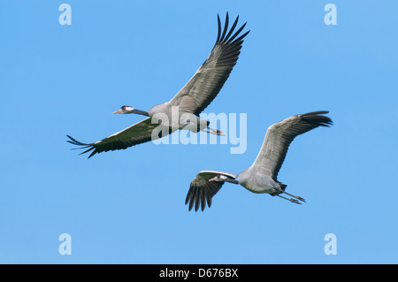 Gru in volo, grus grus, Germania Foto Stock