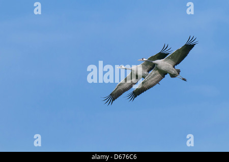 Gru in volo, grus grus, Germania Foto Stock