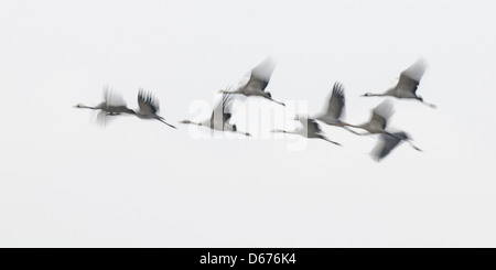 Gru in volo, grus grus, Germania Foto Stock