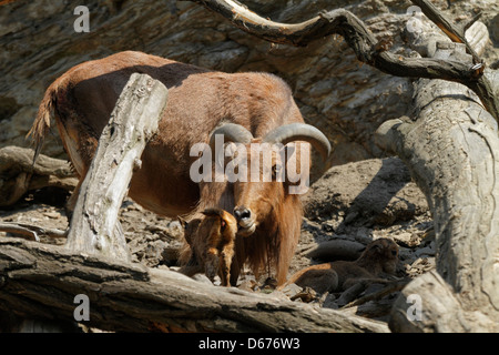 Mufloni (Ammotragus lervia) con neonato agnelli, lo zoo di Praga, Repubblica Ceca Foto Stock